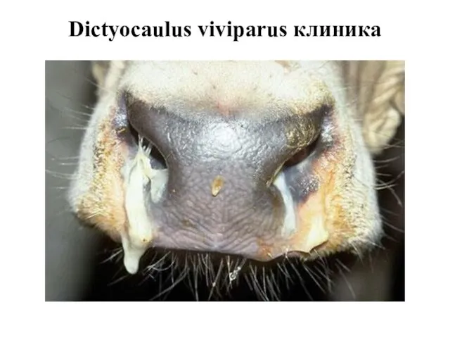 Dictyocaulus viviparus клиника
