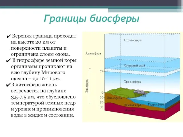 Границы биосферы Верхняя граница проходит на высоте 20 км от поверхности планеты