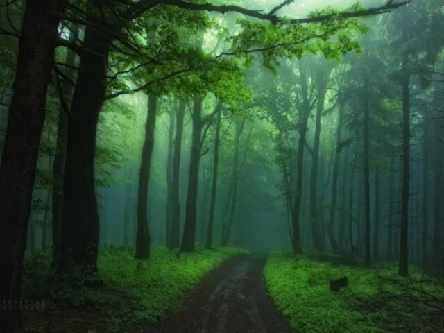 «Волшебный лес»