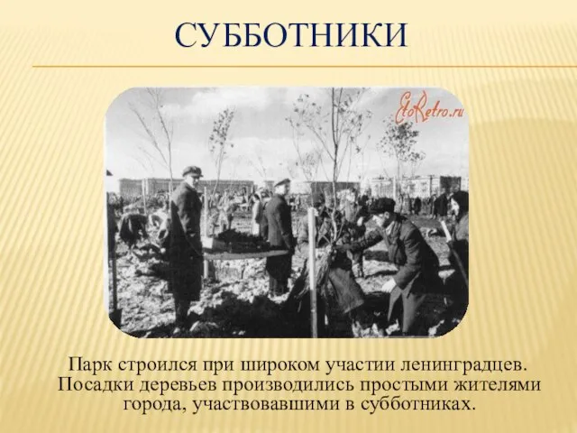 СУББОТНИКИ Парк строился при широком участии ленинградцев. Посадки деревьев производились простыми жителями города, участвовавшими в субботниках.