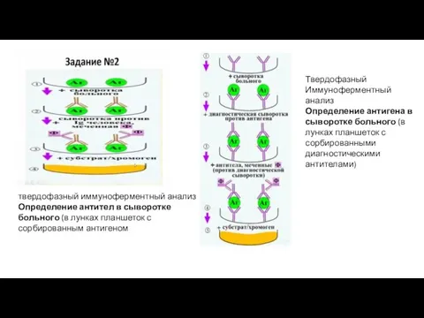 твердофазный иммуноферментный анализ Определение антител в сыворотке больного (в лунках планшеток с