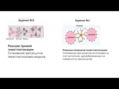 Реакция прямой гемагглютинации Склеивание эритроцитов гемагглютининами вирусов Реакция непрямой гемагглютинации Склеивание эритроцитов