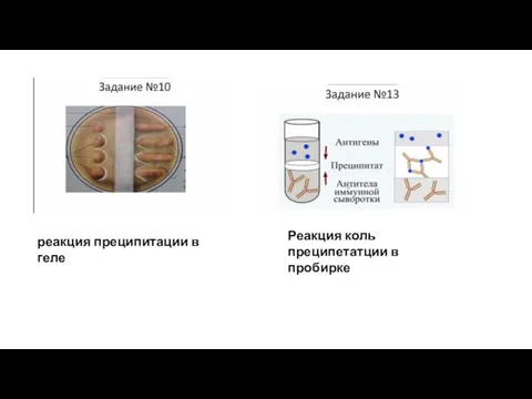 реакция преципитации в геле Реакция коль преципетатции в пробирке