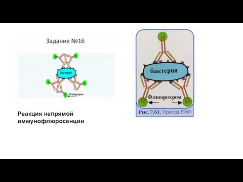 Реакция непрямой иммунофлюросенции