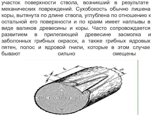 Сухобокость — омертвевший в процессе роста дерева участок поверхности ствола, возникший в