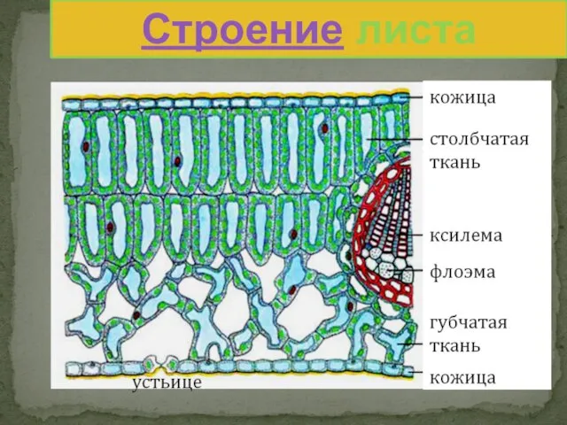 Строение листа