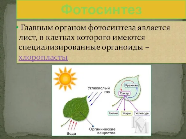 Главным органом фотосинтеза является лист, в клетках которого имеются специализированные органоиды – хлоропласты Фотосинтез