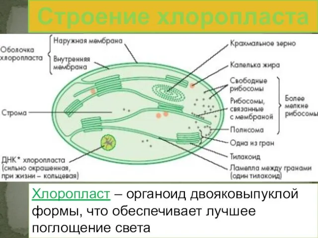 Хлоропласты Хлоропласт – органоид двояковыпуклой формы, что обеспечивает лучшее поглощение света Строение хлоропласта