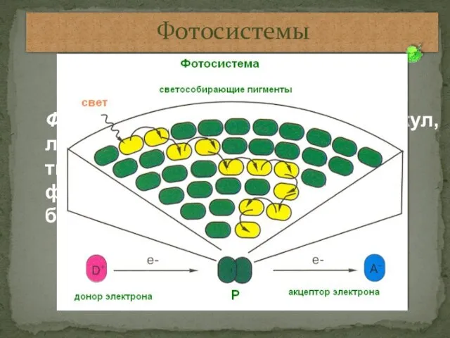 Фотосистемы Фотосистема – это комплекс молекул, локализованный в мембранах тилакоидов, состоящий из фотосинтезирующих пигментов и белков-переносчиков.