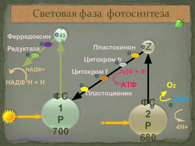 2Н2О О2 4Н+ е Пластохинон Цитохром b АТФ АДФ + Ф Цитохром