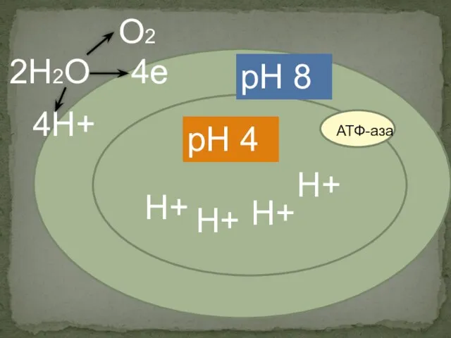 рН 4 рН 8 Н+ Н+ Н+ Н+ 2Н2О 4Н+ О2 4е АТФ-аза