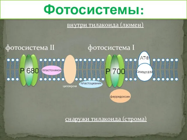 внутри тилакоида (люмен) снаружи тилакоида (строма) цитохром фотосистема II фотосистема I Фотосистемы: