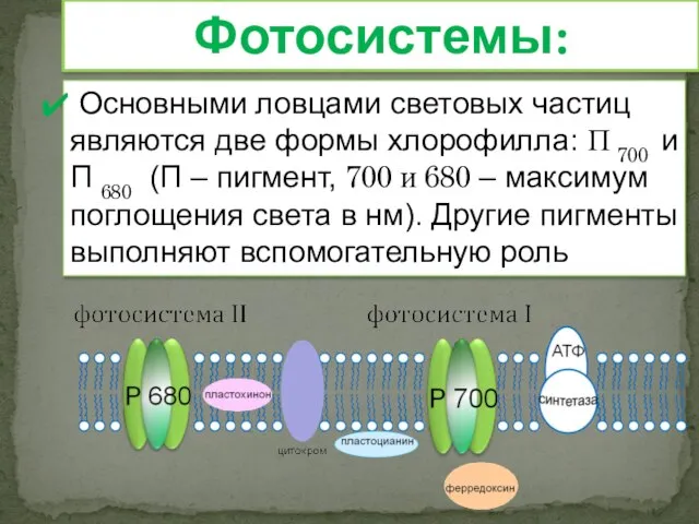 Основными ловцами световых частиц являются две формы хлорофилла: П 700 и П