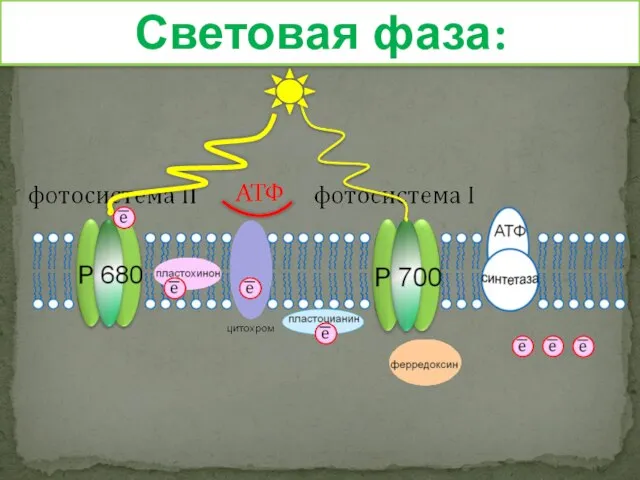 Световая фаза: АТФ