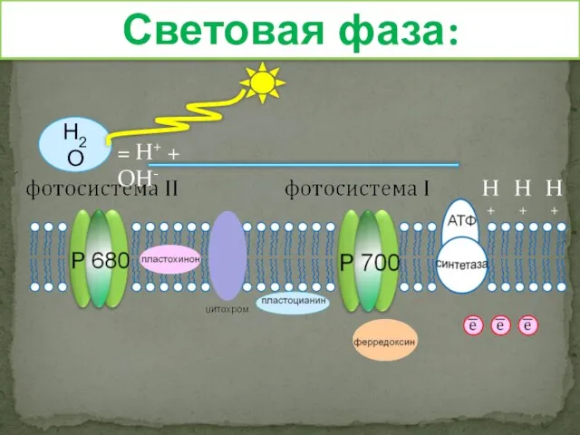 Световая фаза: Н2О = Н+ + ОН- Н+ Н+ Н+