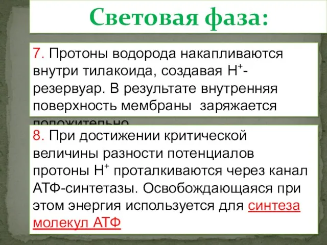 7. Протоны водорода накапливаются внутри тилакоида, создавая Н+-резервуар. В результате внутренняя поверхность