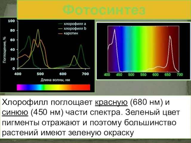 Хлорофилл поглощает красную (680 нм) и синюю (450 нм) части спектра. Зеленый