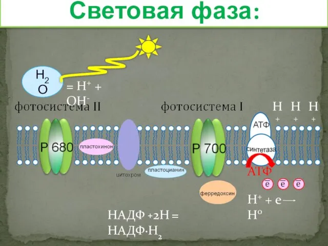 Световая фаза: Н2О = Н+ + ОН- Н+ Н+ Н+ АТФ НАДФ