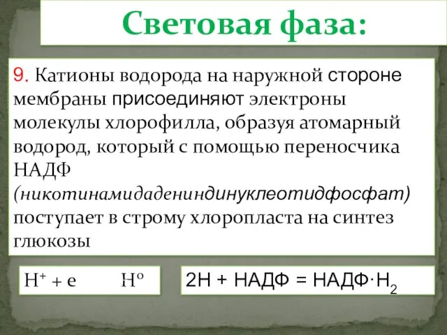 9. Катионы водорода на наружной стороне мембраны присоединяют электроны молекулы хлорофилла, образуя