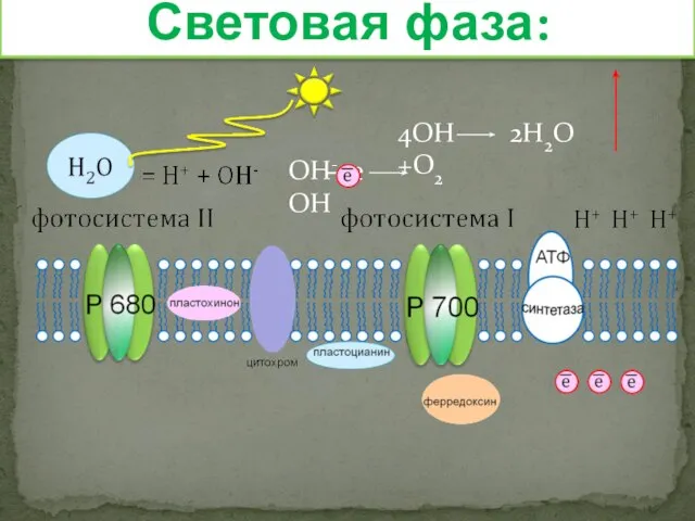 Световая фаза: ОН- е ОН 4ОН 2Н2О +О2