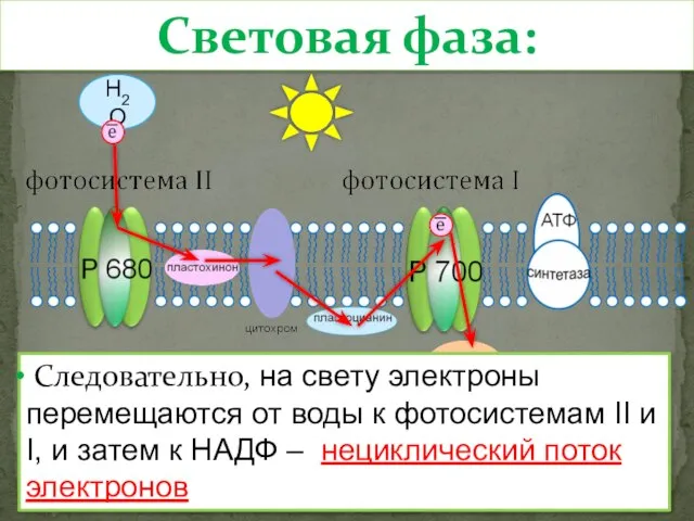 Световая фаза: Н2О НАДФ Следовательно, на свету электроны перемещаются от воды к