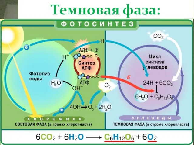 Темновая фаза: