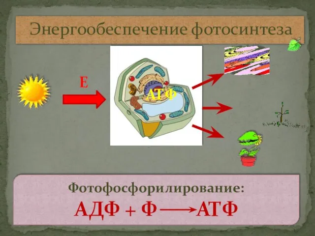 Энергообеспечение фотосинтеза Е АТФ Фотофосфорилирование: АДФ + Ф АТФ