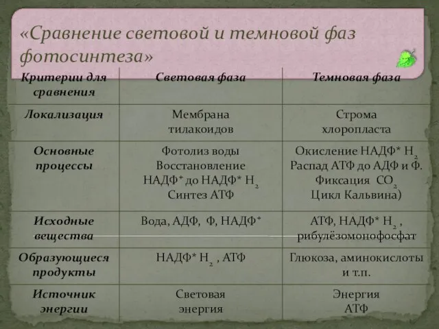 «Сравнение световой и темновой фаз фотосинтеза»