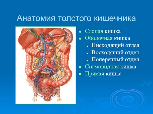 Анатомия толстого кишечника Слепая кишка Ободочная кишка Нисходящий отдел Восходящий отдел Поперечный