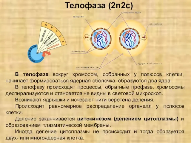 Телофаза (2n2с) В телофазе вокруг хромосом, собранных у полюсов клетки, начинает формироваться