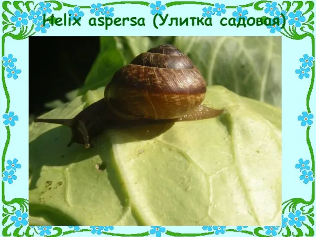 Helix aspersa (Улитка садовая)