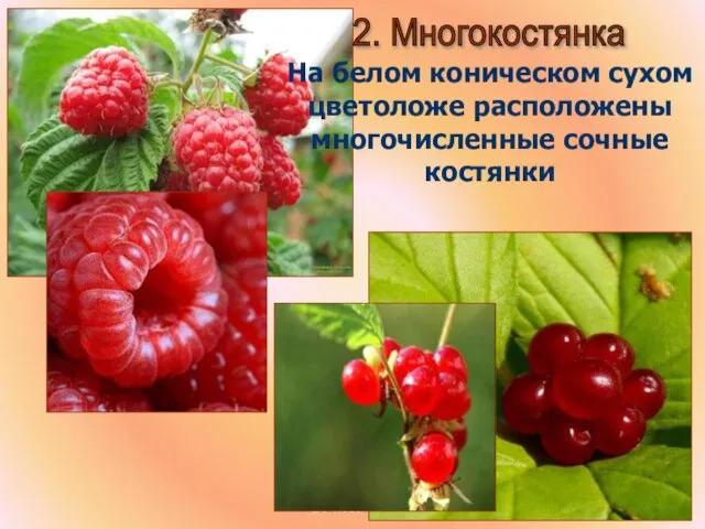 Бочкова И.А. 2. Многокостянка На белом коническом сухом цветоложе расположены многочисленные сочные костянки