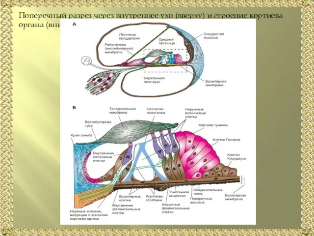 Поперечный разрез через внутреннее ухо (вверху) и строение кортиева органа (внизу):