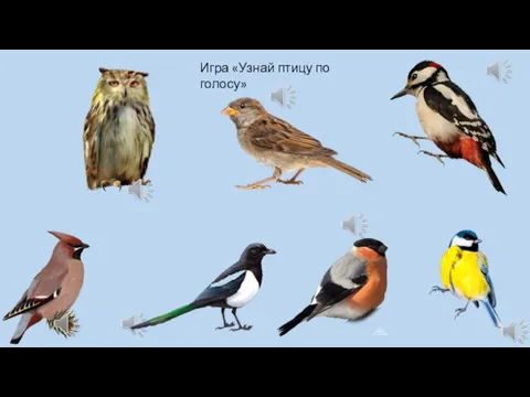 Игра «Узнай птицу по голосу»