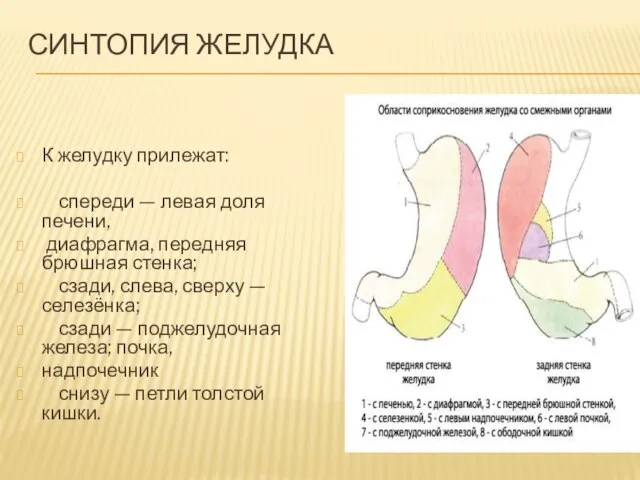 СИНТОПИЯ ЖЕЛУДКА К желудку прилежат: спереди — левая доля печени, диафрагма, передняя