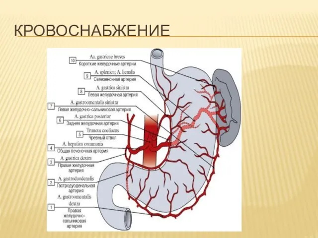 КРОВОСНАБЖЕНИЕ