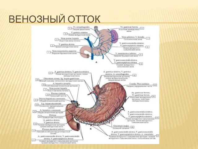 ВЕНОЗНЫЙ ОТТОК