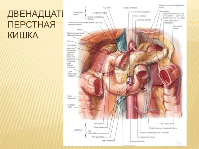 ДВЕНАДЦАТИ-ПЕРСТНАЯ КИШКА