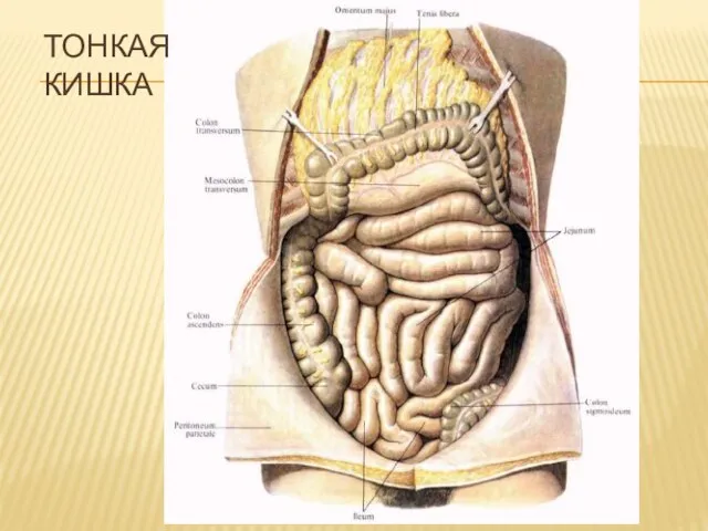 ТОНКАЯ КИШКА