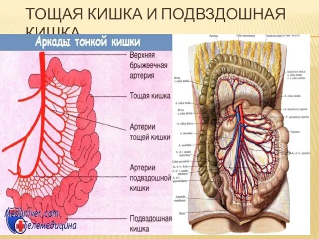 ТОЩАЯ КИШКА И ПОДВЗДОШНАЯ КИШКА