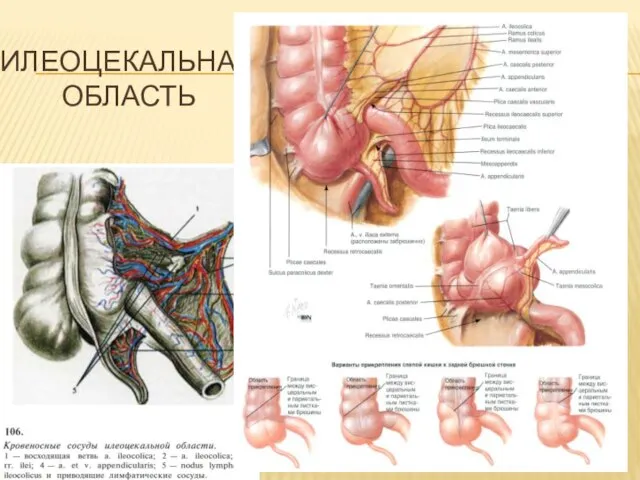 ИЛЕОЦЕКАЛЬНАЯ ОБЛАСТЬ