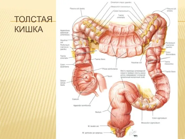 ТОЛСТАЯ КИШКА