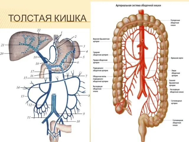 ТОЛСТАЯ КИШКА