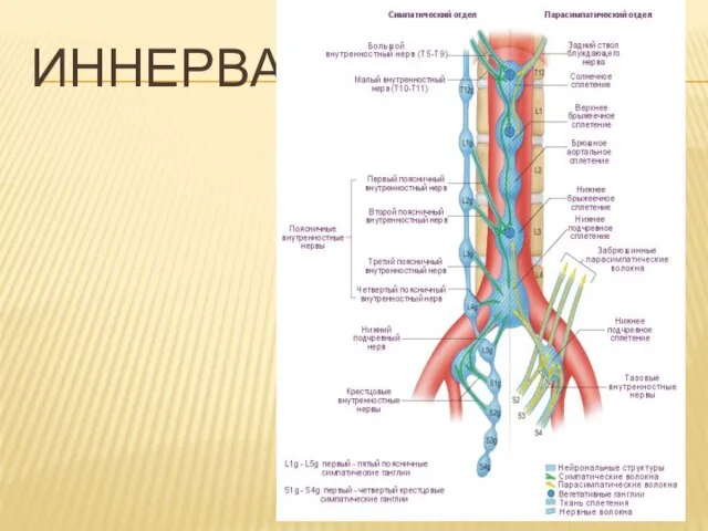 ИННЕРВАЦИЯ