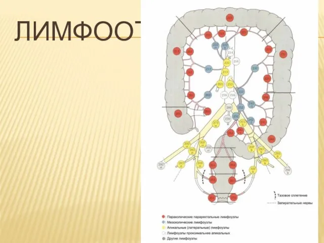 ЛИМФООТТОК