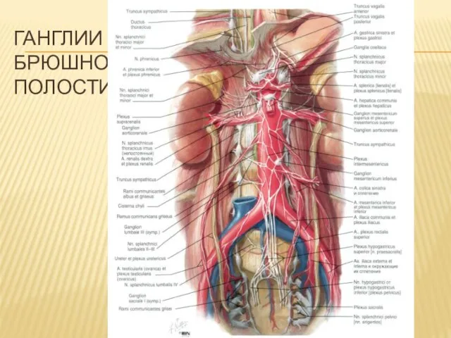 ГАНГЛИИ БРЮШНОЙ ПОЛОСТИ