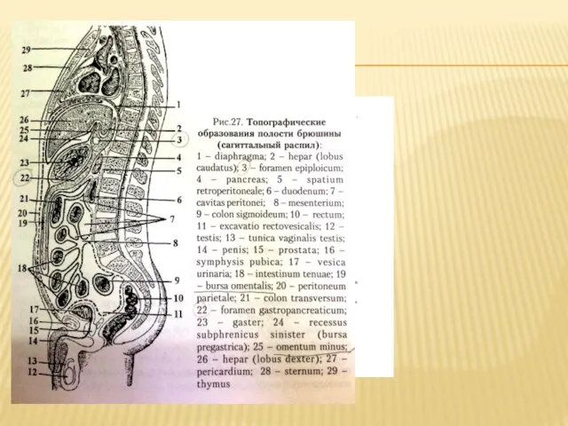 ХОД БРЮШИНЫ