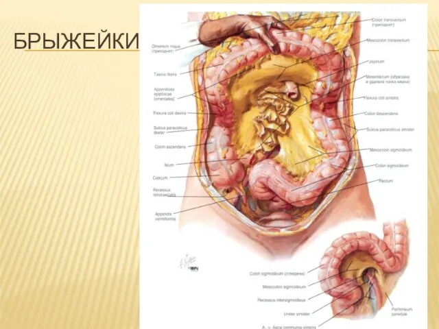 БРЫЖЕЙКИ