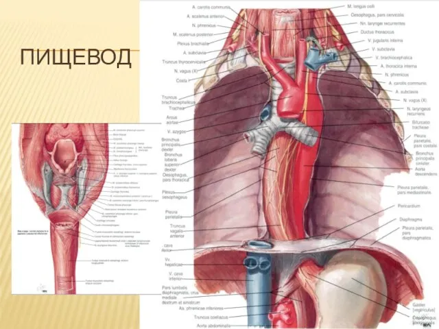 ПИЩЕВОД