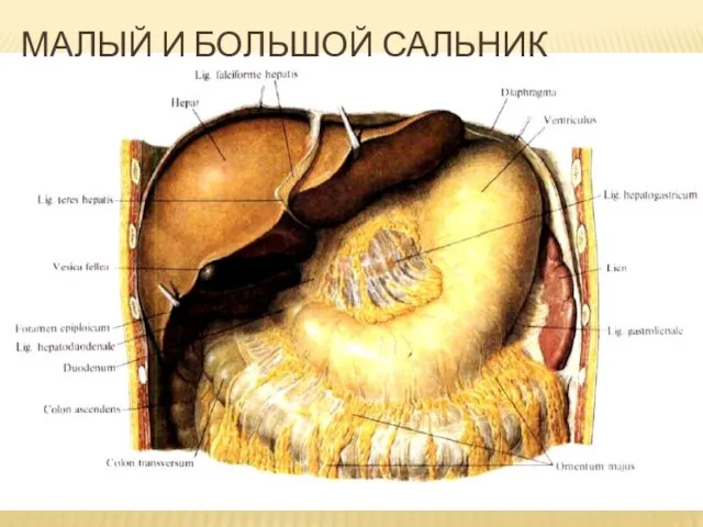 МАЛЫЙ И БОЛЬШОЙ САЛЬНИК